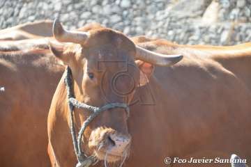 Muestra de ganado de las fiestas del patrono de Telde (Foto  Francisco Javier Santana)